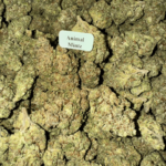 Animal Mintz HowToGetNearMe BestPlace LowestPrice Coupon Discount For Smoking Best High Smoke Shop Online Near Me StrongestBrand BestBrand-Where To Buy THC THCA D8 D9 Hemp Bloomz
