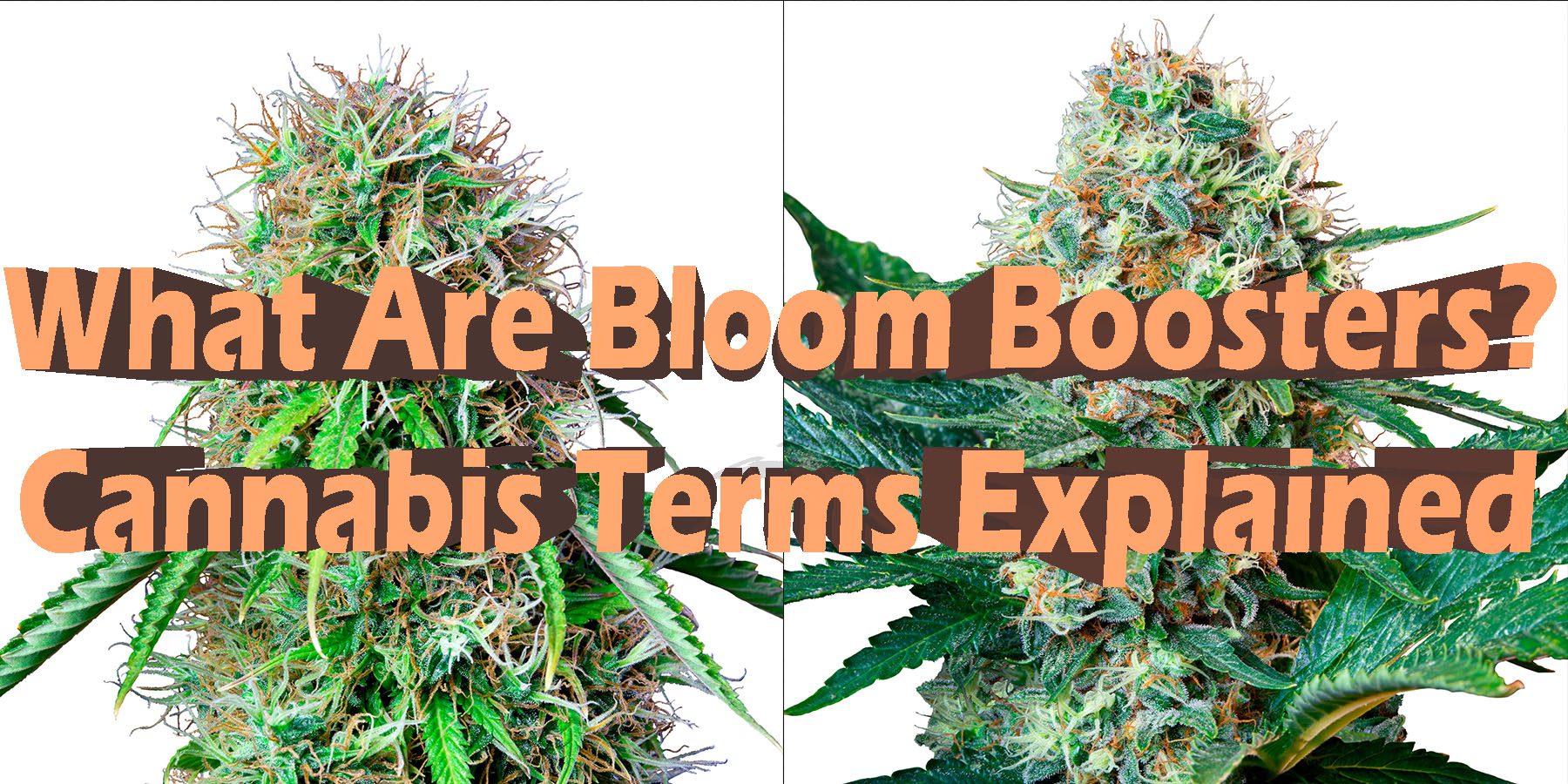 What Are Bloom Boosters Cannabis Terms Explained HowToGetNearMe BestPlace LowestPrice Coupon Discount For Smoking