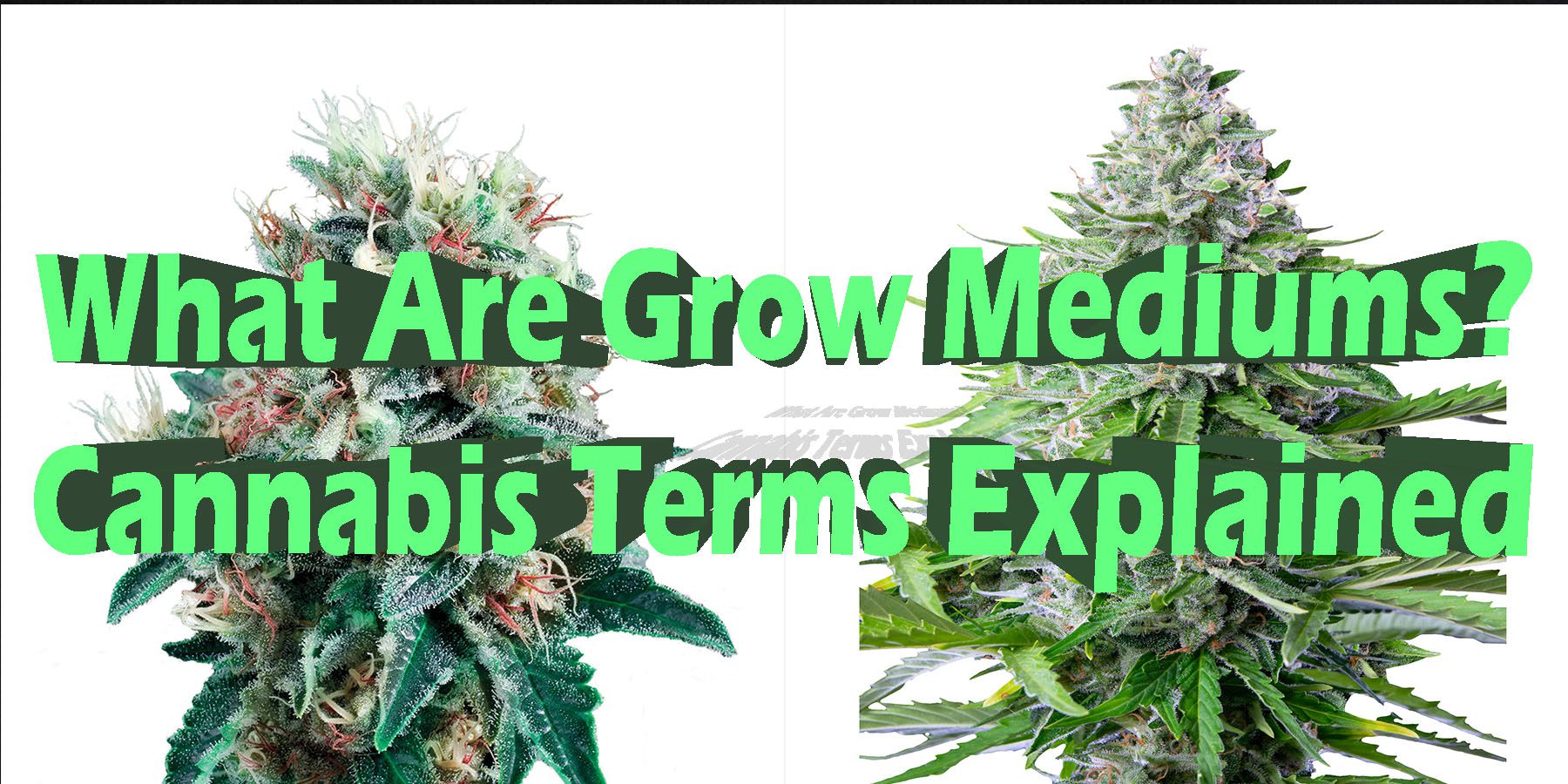 What Are Grow Mediums Cannabis Terms Explained HowToGetNearMe BestPlace LowestPrice Coupon Discount For Smoking