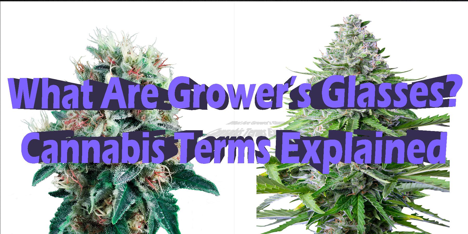 What Are Growers Glasses Cannabis Terms Explained HowToGetNearMe BestPlace LowestPrice Coupon Discount For Smoking