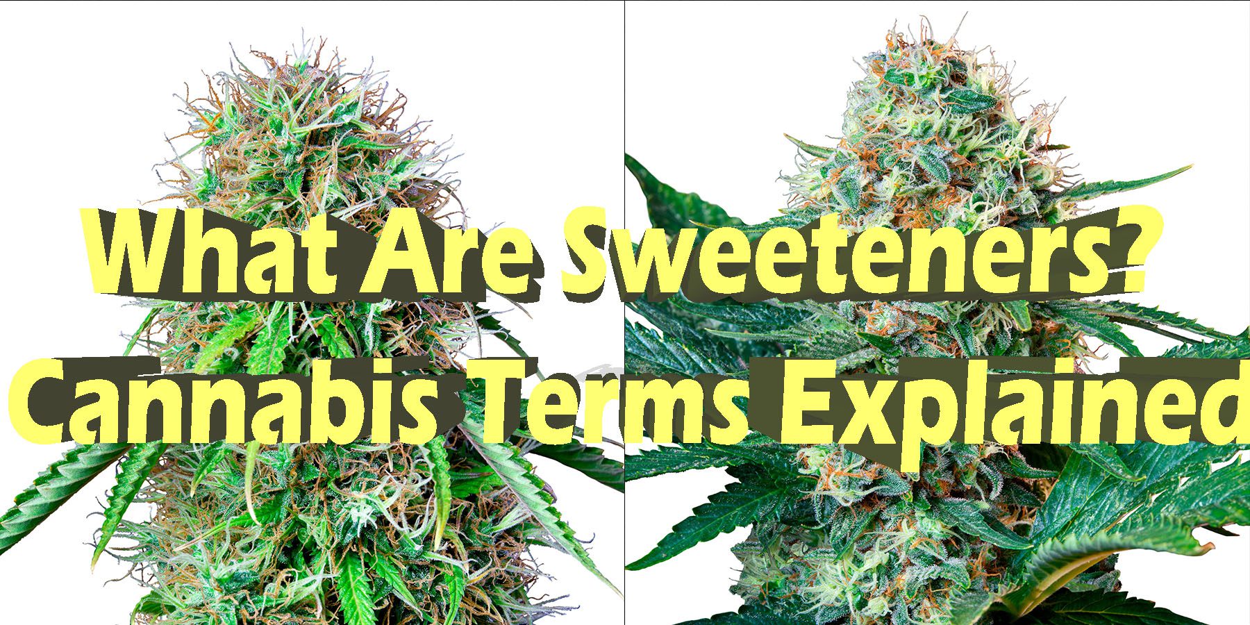 What Are Sweeteners Cannabis Terms Explained HowToGetNearMe BestPlace LowestPrice Coupon Discount For Smoking