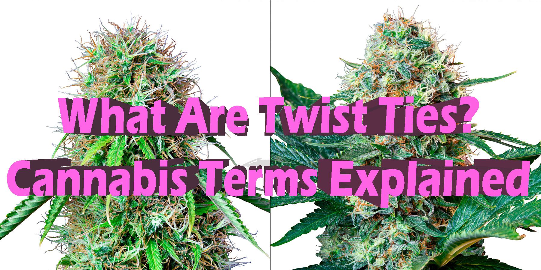 What Are Twist Ties Cannabis Terms Explained HowToGetNearMe BestPlace LowestPrice Coupon Discount For Smoking.