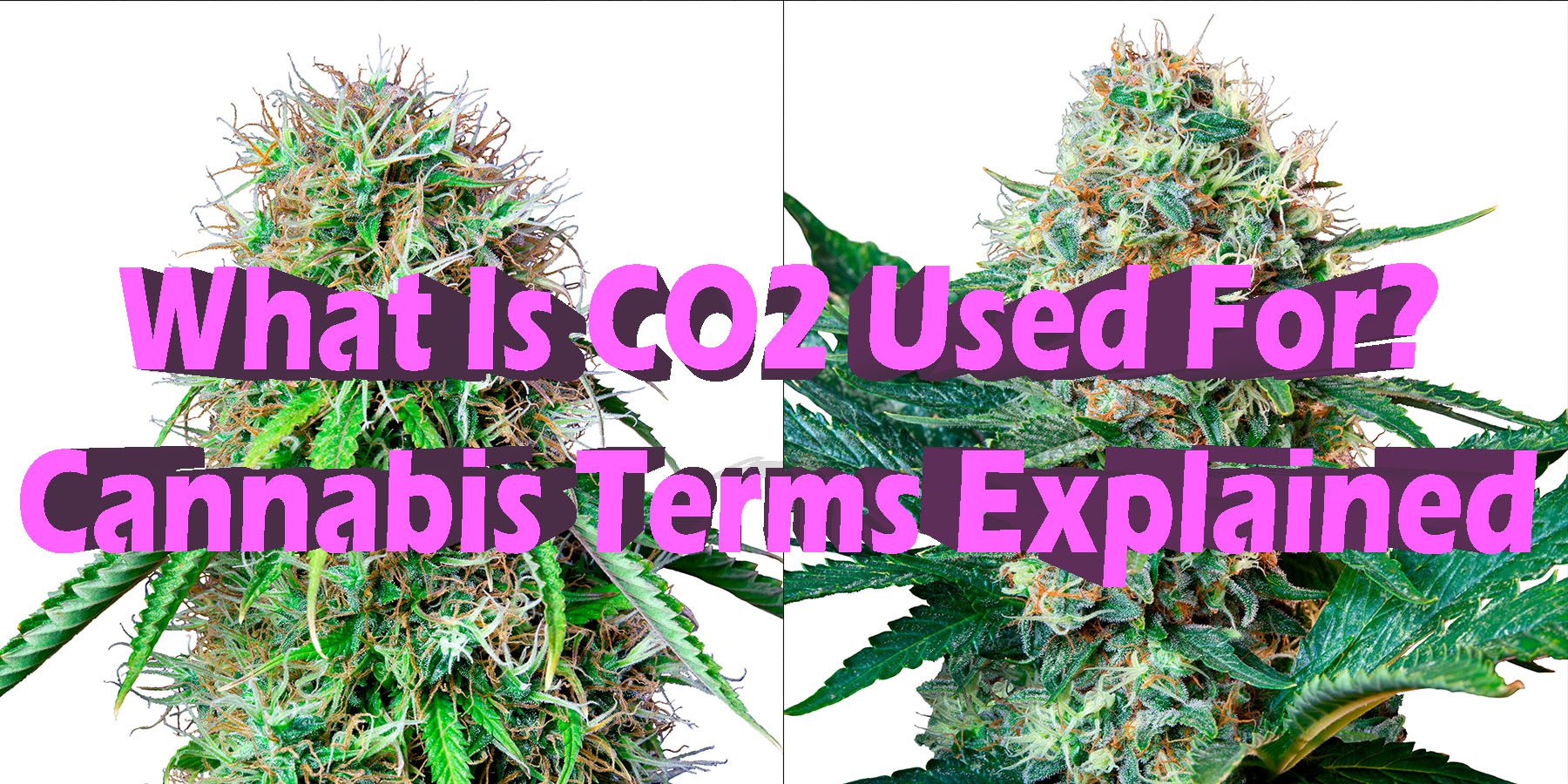 What Is CO2 Used For Cannabis Terms Explained HowToGetNearMe BestPlace LowestPrice Coupon Discount For Smoking