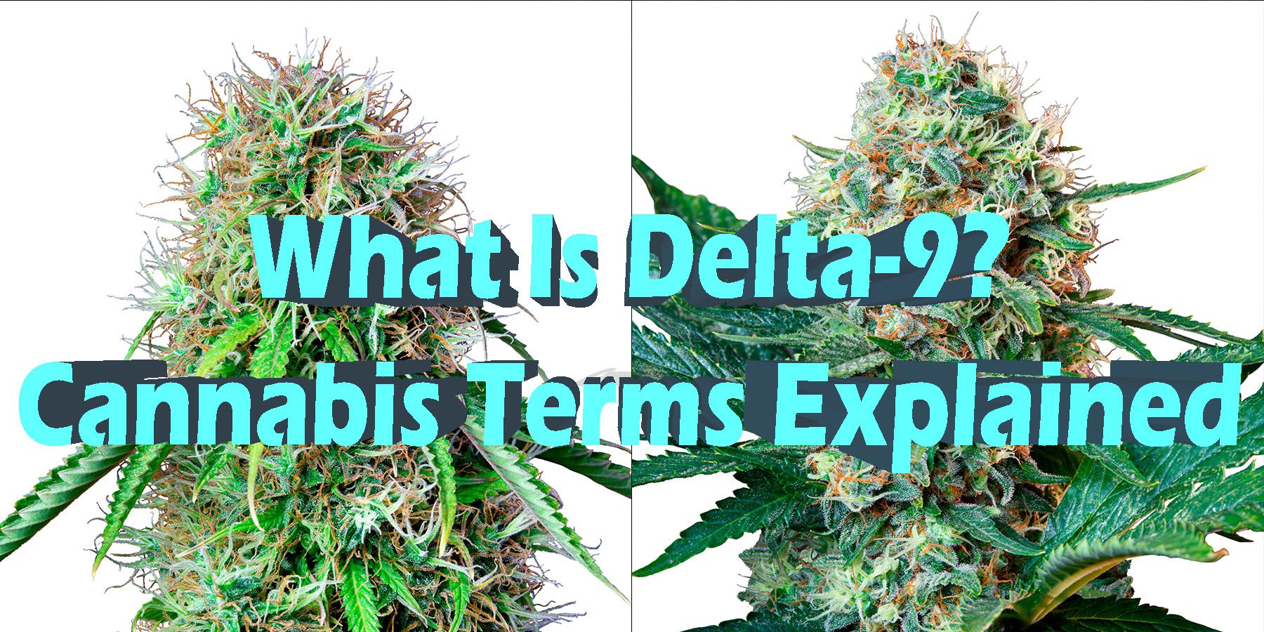 What Is Delta 9 Cannabis Terms Explained HowToGetNearMe BestPlace LowestPrice Coupon Discount For SmokingUnder Control Binoid