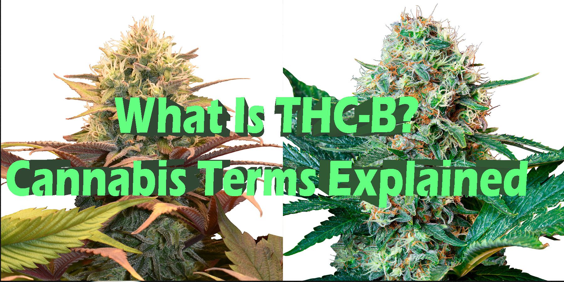 What Is THC B Cannabis Terms Explained HowToGetNearMe BestPlace LowestPrice Coupon Discount For SmokingUnder Control Binoid.