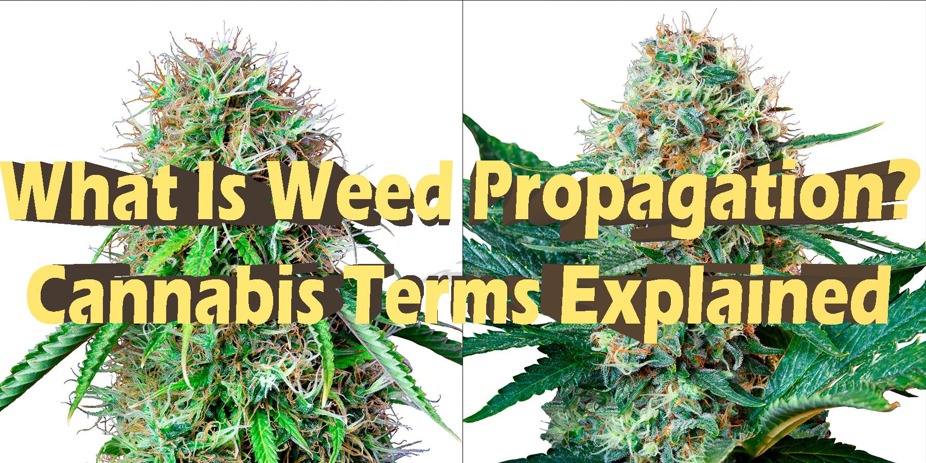 What-Is-Weed-Propagation-Cannabis-Terms-Explained-HowToGetNearMe BestPlace LowestPrice Coupon Discount For Smoking