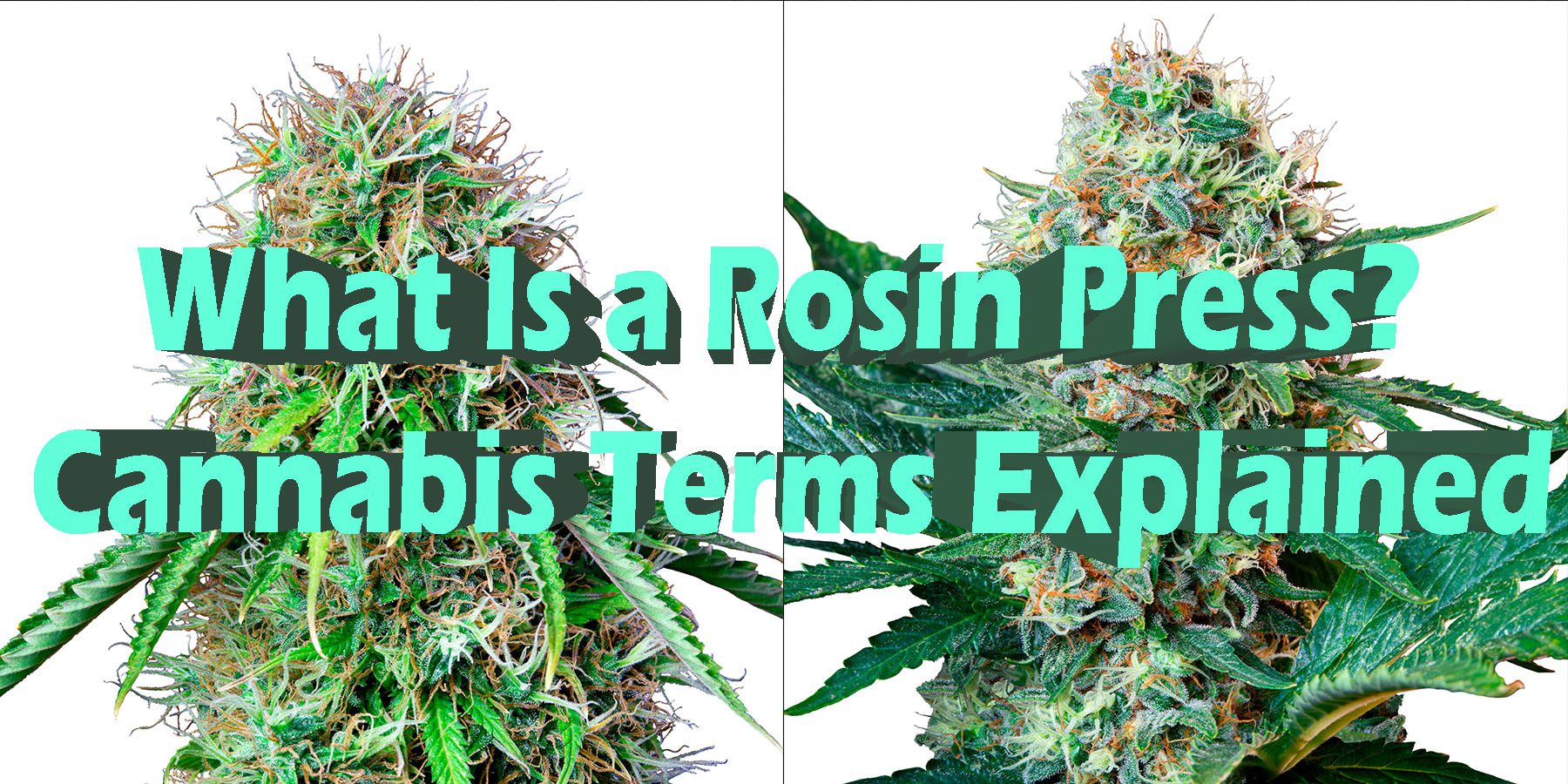 What Is a Rosin Press Cannabis Terms Explained HowToGetNearMe BestPlace LowestPrice Coupon Discount For Smoking