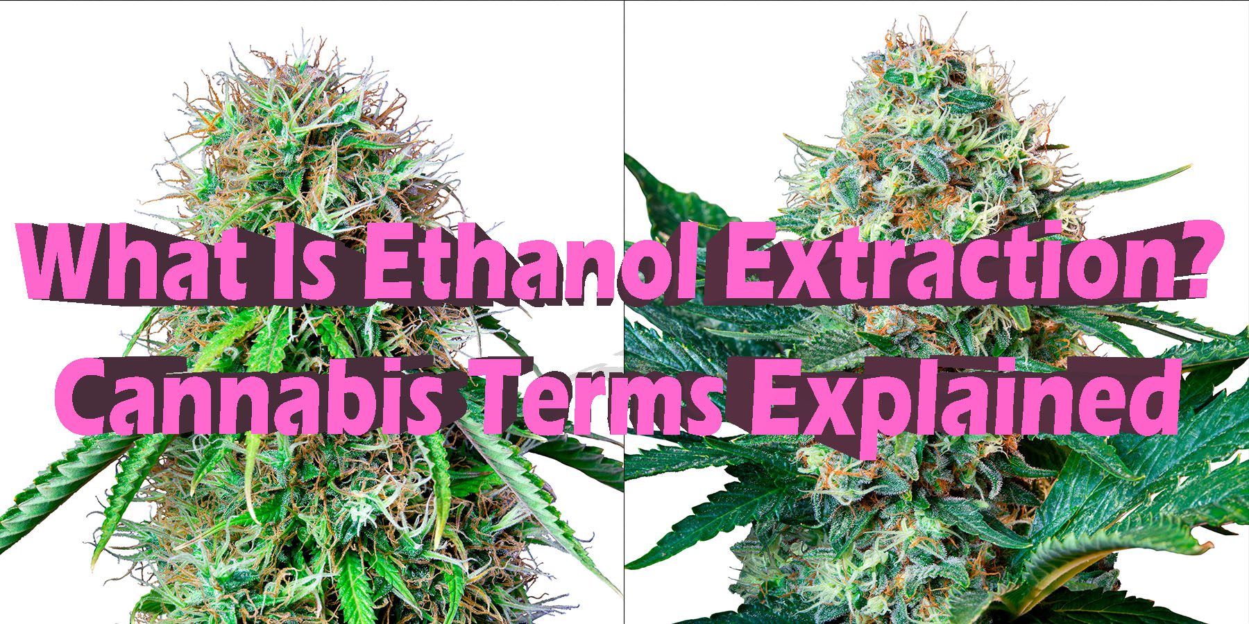 What Is Ethanol Extraction Cannabis Terms Explained HowToGetNearMe BestPlace LowestPrice Coupon Discount For SmokingUnder Control Binoid.