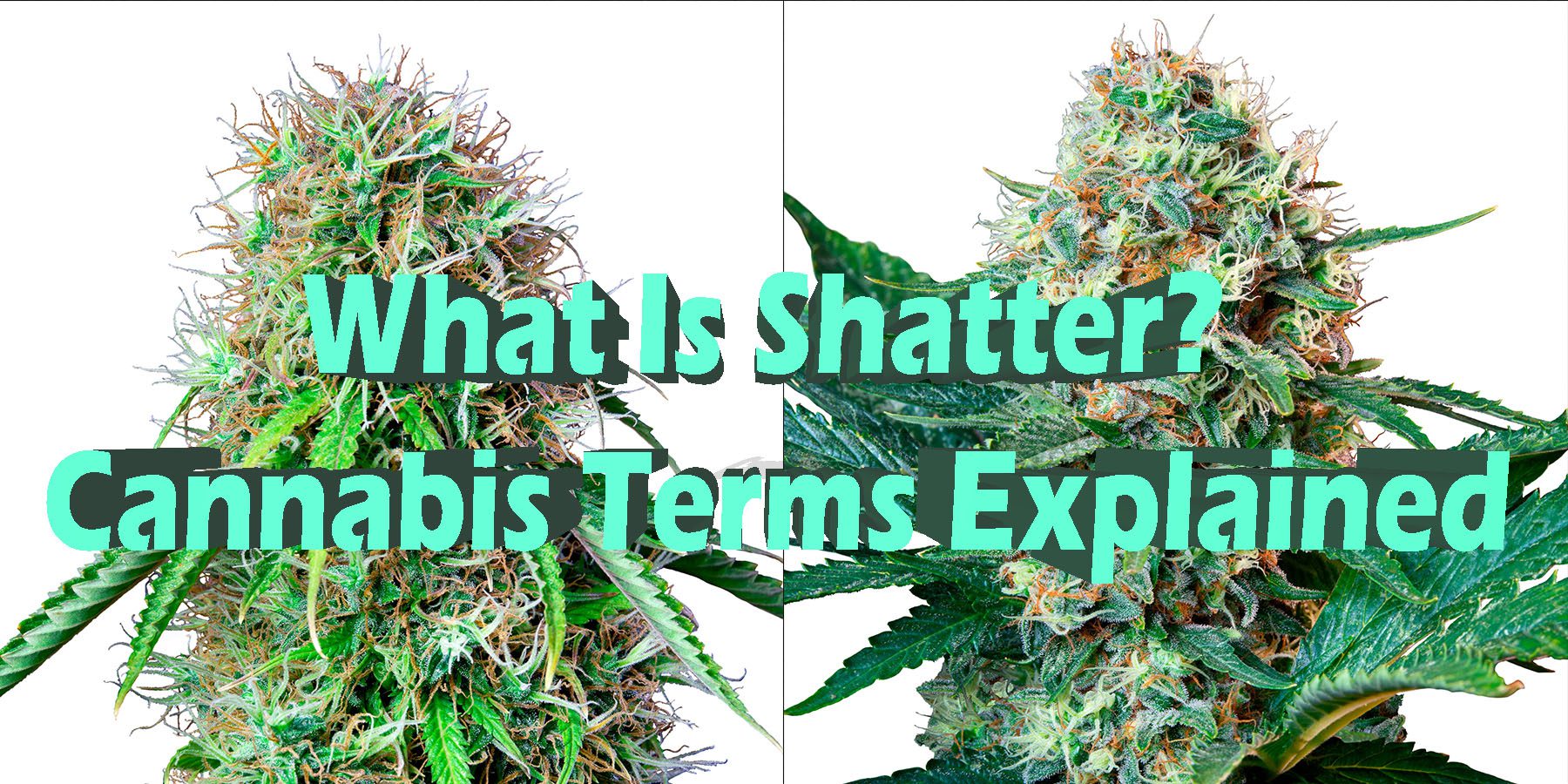 What Is Shatter Cannabis Terms Explained HowToGetNearMe BestPlace LowestPrice Coupon Discount For Smoking Under Control Binoid.