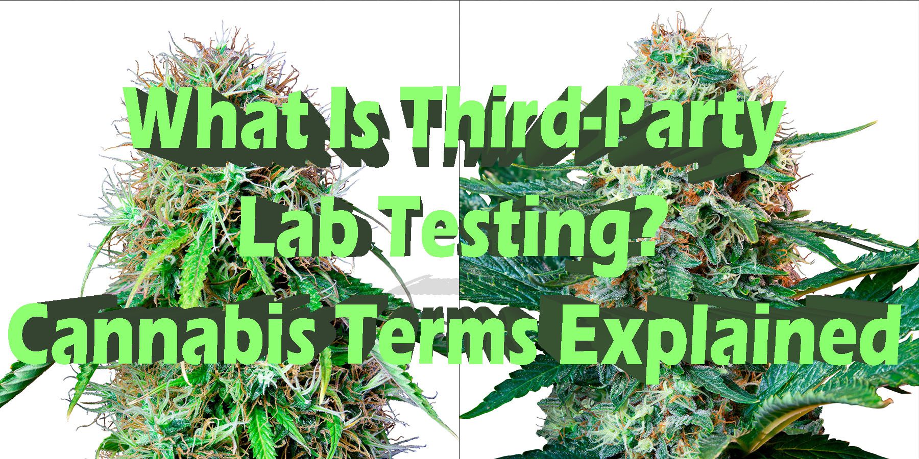 What Is Third Party La b testing Cannabis Terms Explained HowToGetNearMe BestPlace LowestPrice Coupon Discount For SmokingUnder Control Binoid