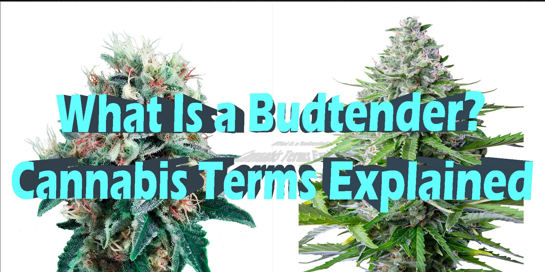 What Is a Budtender Cannabis Terms Explained HowToGetNearMe BestPlace LowestPrice Coupon Discount For SmokingUnder Control Binoid