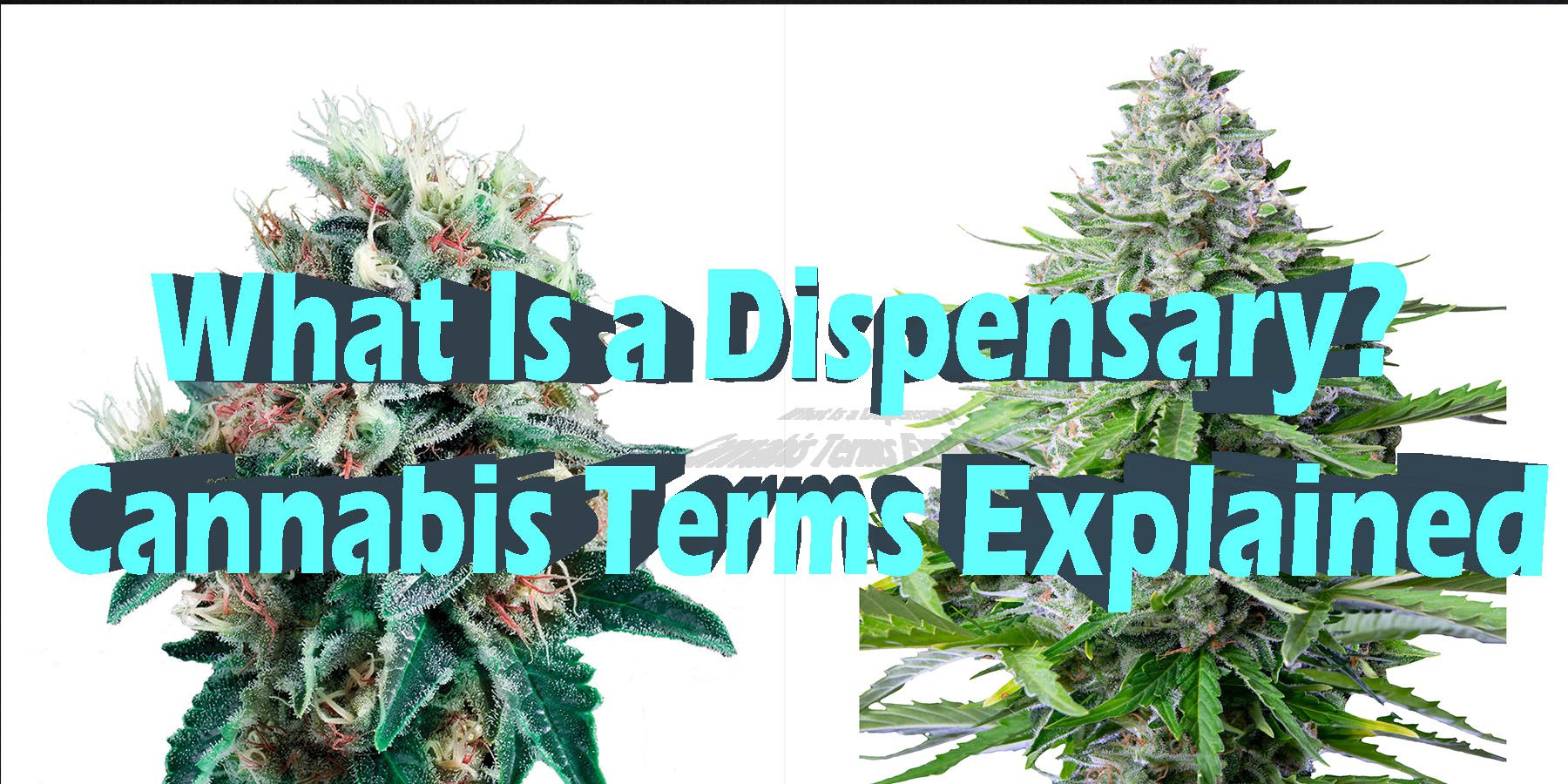 What Is a Dispensary Cannabis Terms Explained HowToGetNearMe BestPlace LowestPrice Coupon Discount For SmokingUnder Control Binoid.