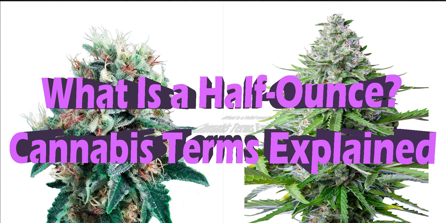 What Is a Half Ounce Cannabis-Terms Explained HowToGetNearMe BestPlace LowestPrice Coupon Discount For Smoking