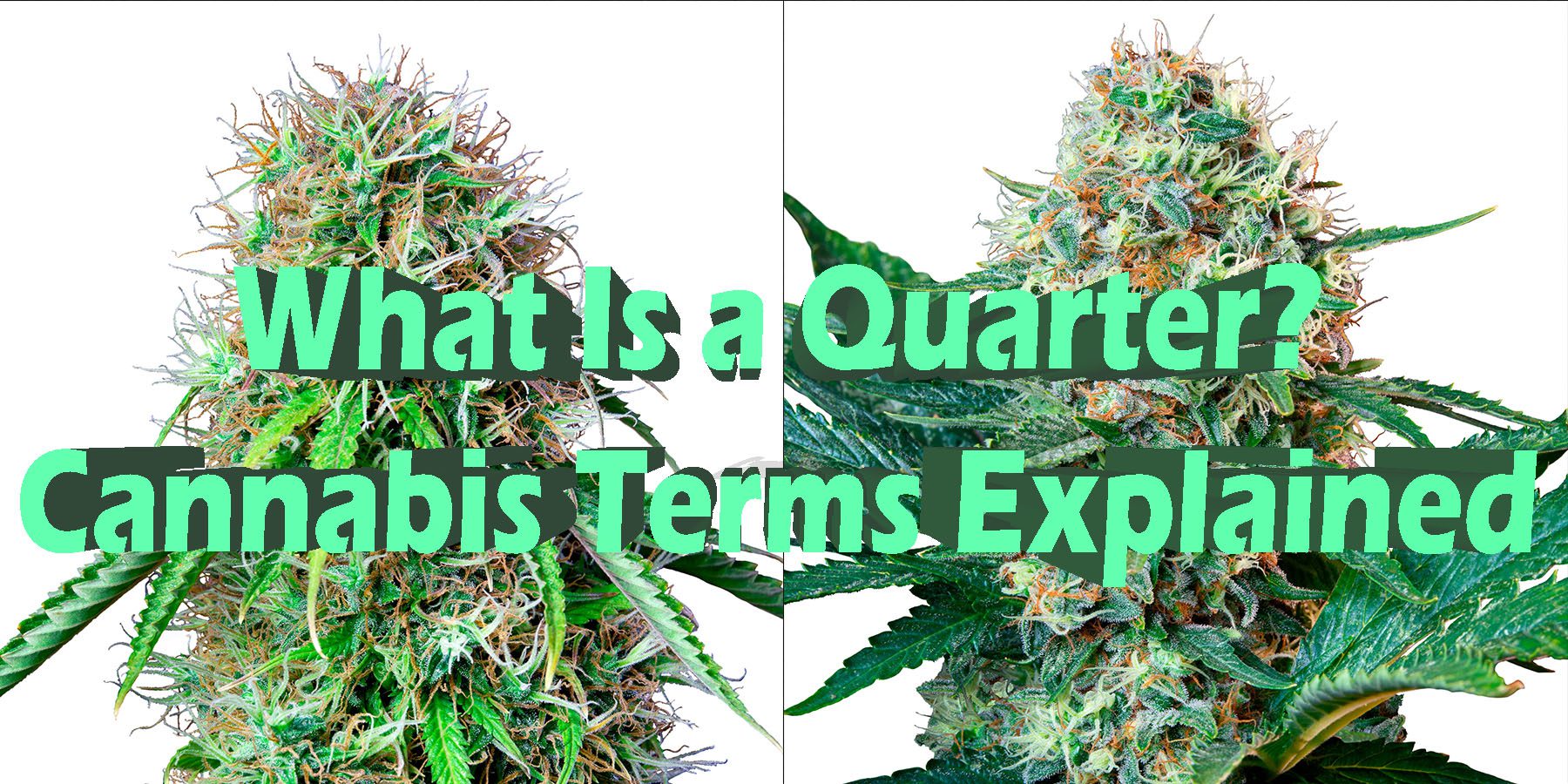 What Is a Quarter Cannabis Terms Explained HowToGetNearMe BestPlace LowestPrice Coupon Discount For Smoking Under Control Binoid