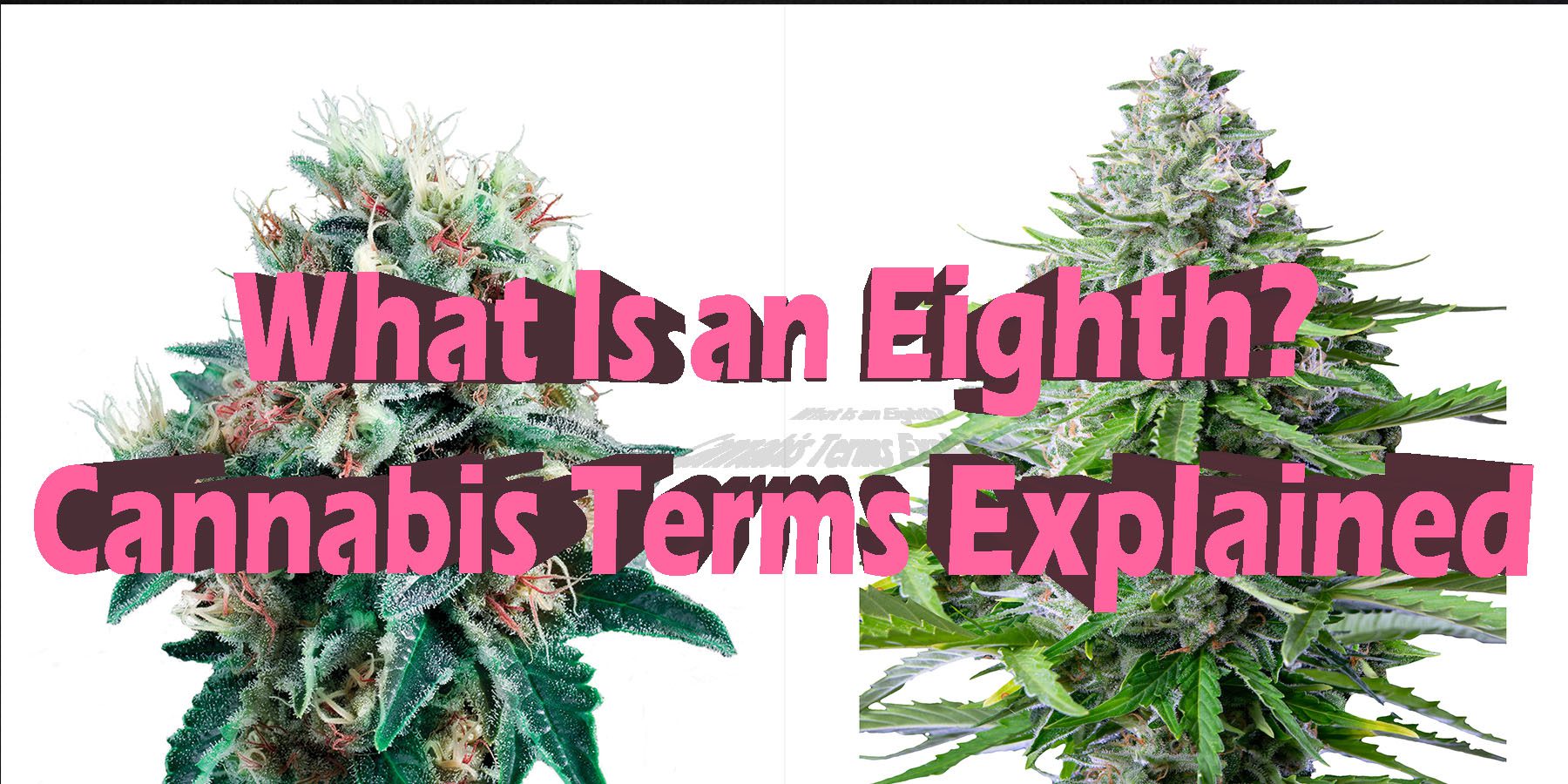 What Is an Eighth Cannabis Terms Explained HowToGetNearMe BestPlace LowestPrice Coupon Discount For Smoking