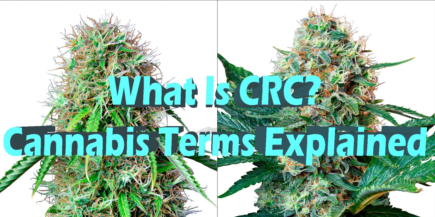 What Is CRC Cannabis Terms Explained HowToGetNearMe BestPlace LowestPrice Coupon Discount For SmokingUnder Control Binoid.