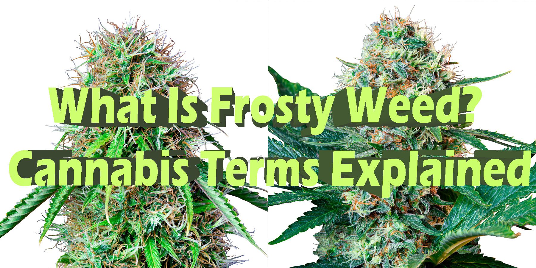 What Is Frosty Weed Cannabis Terms Explained HowToGetNearMe BestPlace LowestPrice Coupon Discount-For SmokingUnder Control Binoid.