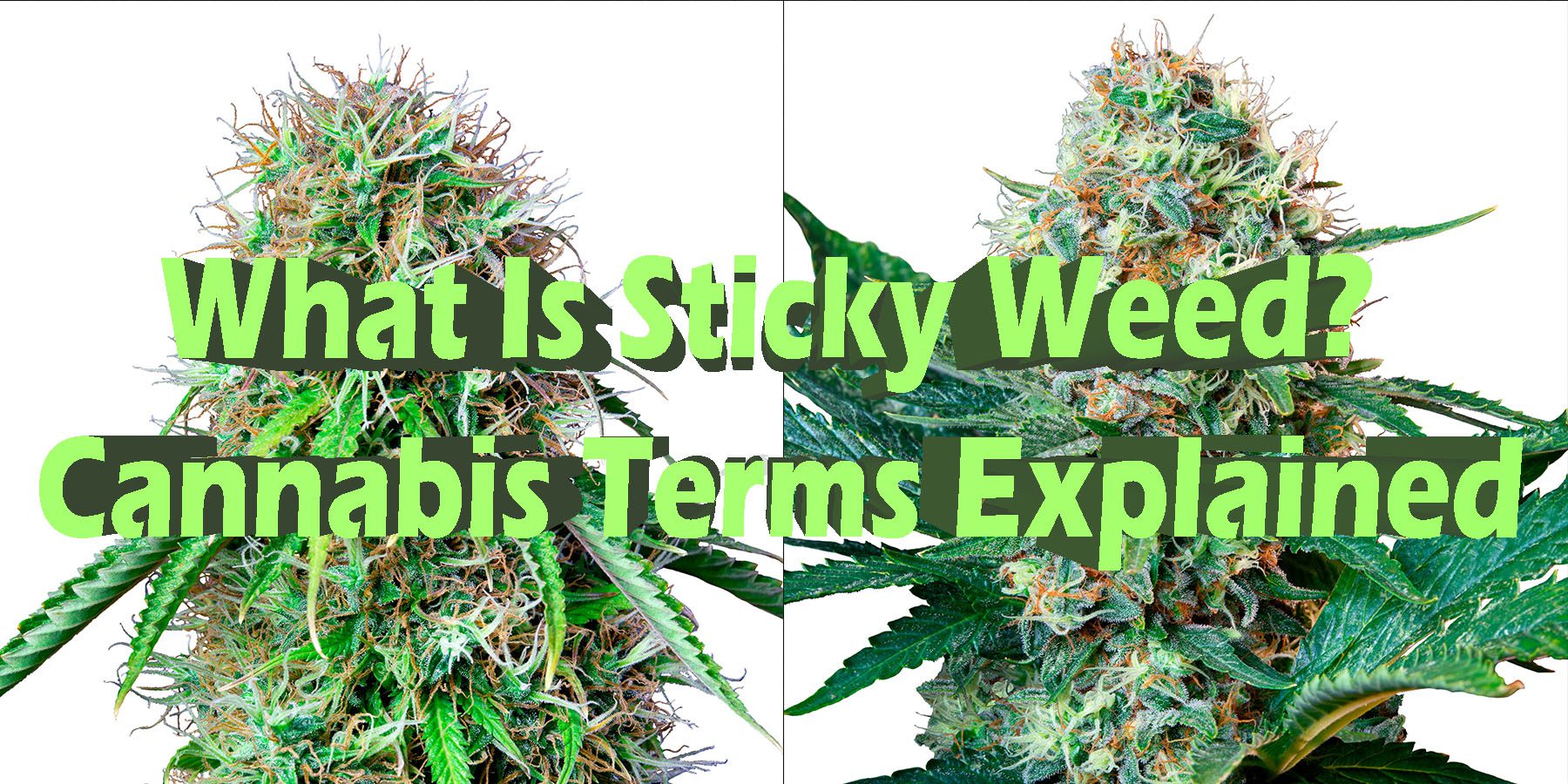 What Is Sticky Weed Cannabis Terms Explained HowToGetNearMe BestPlace LowestPrice Coupon Discount For SmokingUnder Control