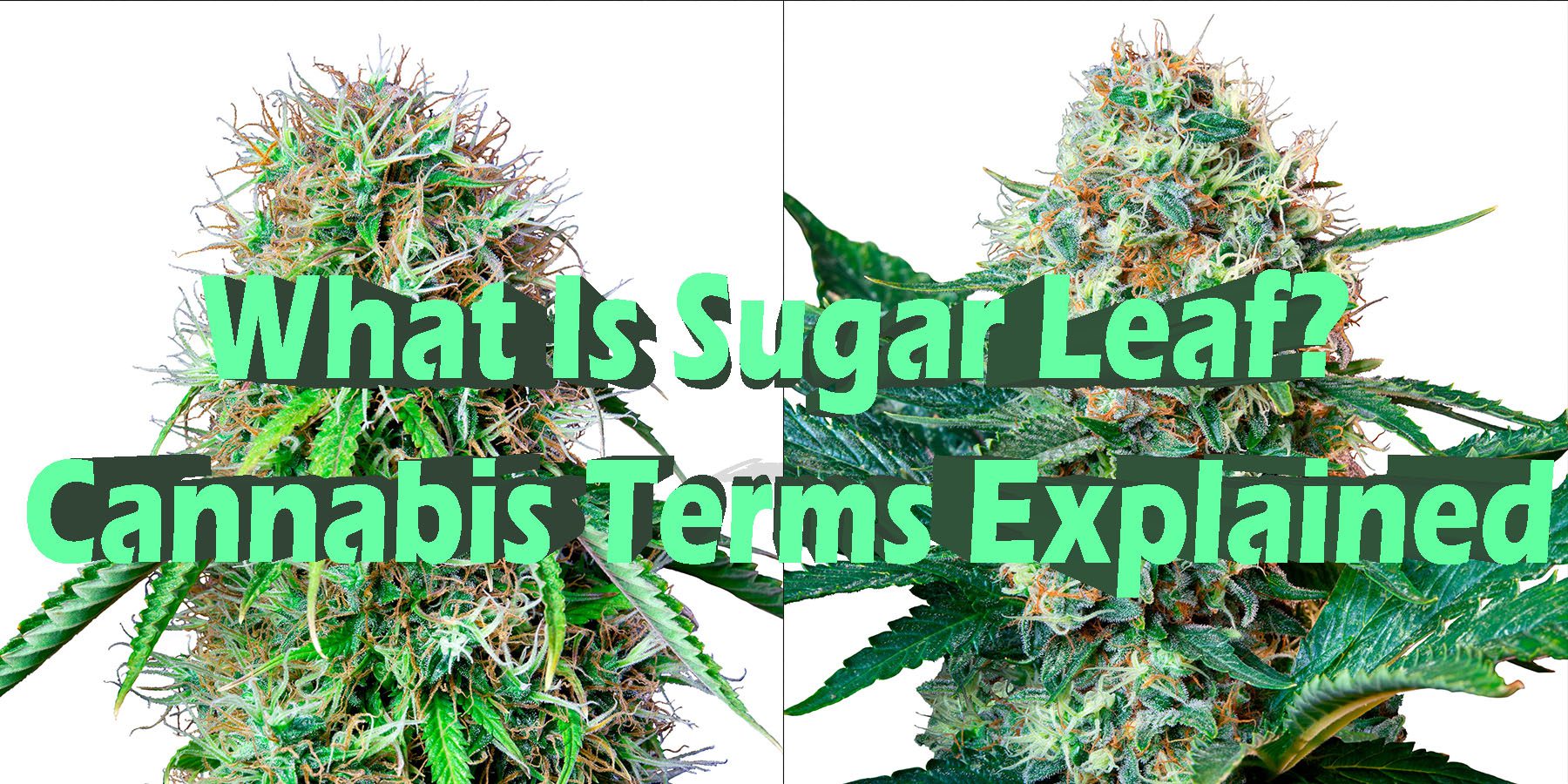 What Is Sugar Leaf Cannabis Terms Explained HowToGetNearMe BestPlace LowestPrice Coupon Discount For SmokingUnder Control Binoid.