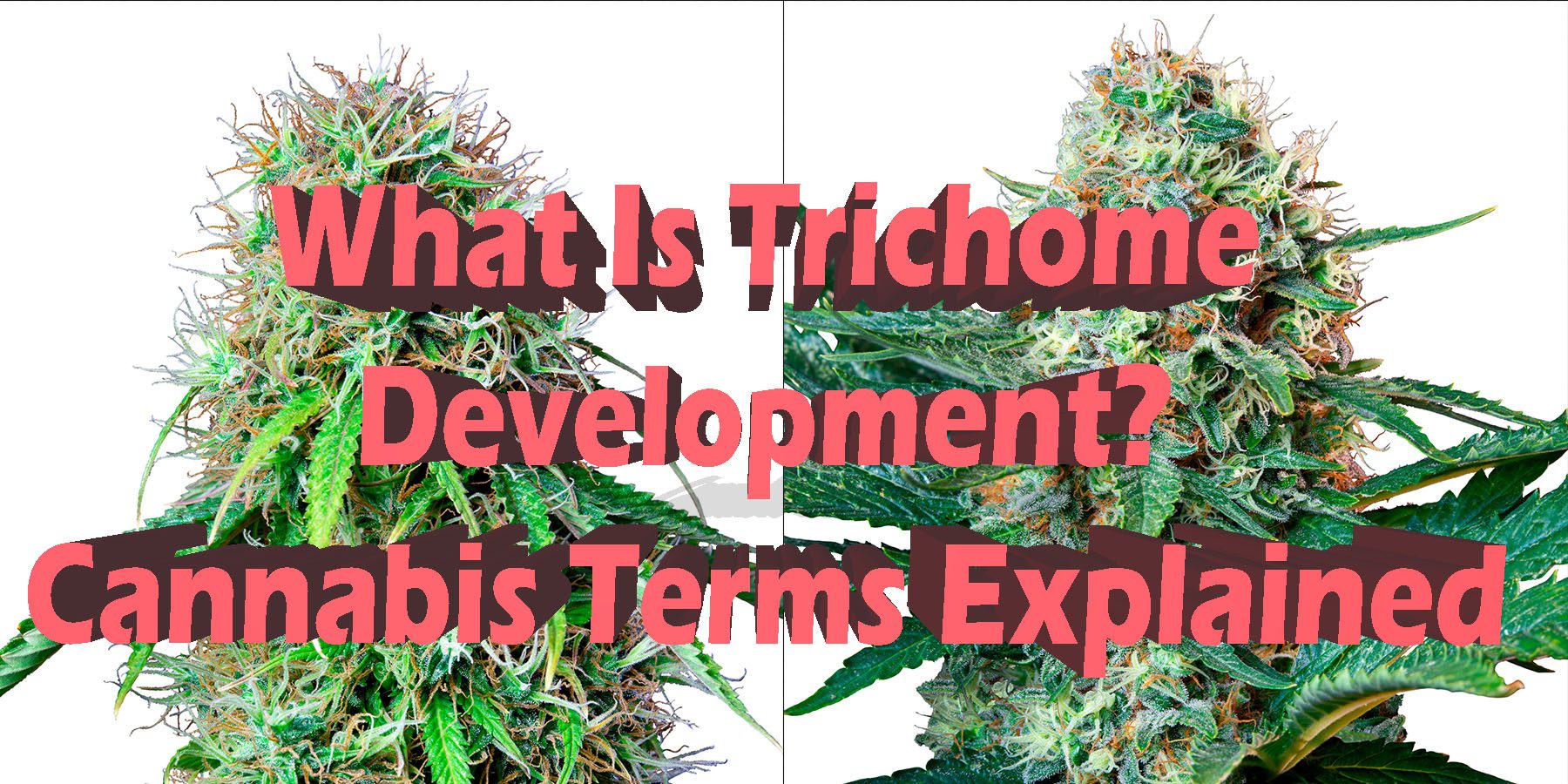 What Is Trichome Development Cannabis Terms Explained HowToGetNearMe BestPlace LowestPrice Coupon Discount For SmokingUnder Control.